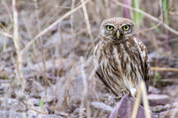 Close-up of a Eurasian Little Owl perched amidst natural surroundings.A captivating close-up of a Eurasian Little Owl, showcasing its intricate plumage patterns and focused gaze.