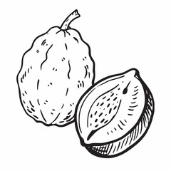 Guava Delights: A hand-drawn illustration showcases the tropical allure of guavas, one whole, one sliced