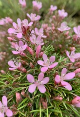 Obraz premium delicate pink flowers of bog rosemary