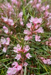 Obraz premium delicate pink flowers of bog rosemary