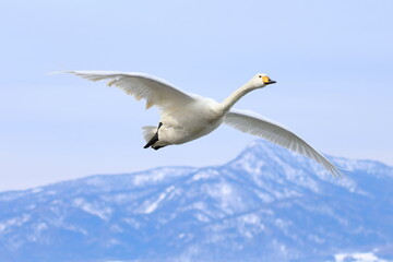 whooper swan