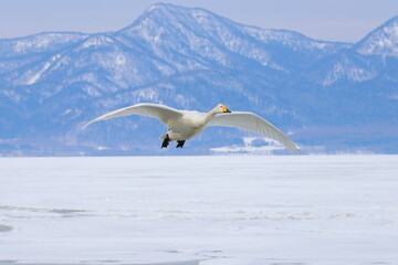 Naklejka premium whooper swan