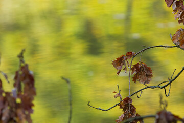 colorful oak leaves, oak leaf, red-brown oak leaves in autumn, soft green background, autumn colors red-brown leaves on a branch, branches with brown foliage