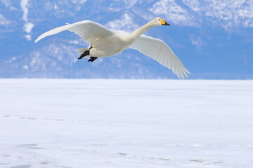 whooper swan