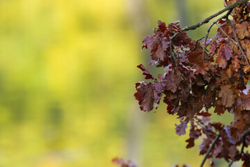 colorful oak leaves, oak leaf, red-brown oak leaves in autumn, soft green background, autumn colors red-brown leaves on a branch, branches with brown foliage