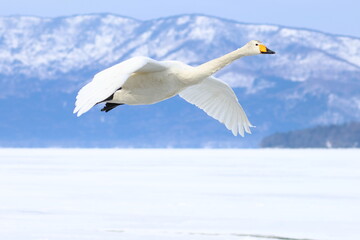 whooper swan