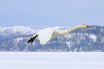 whooper swan