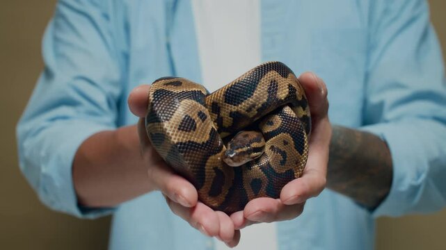 Close up shot of small non-venomous mottled ball python lying twisted in unrecognizable male hands isolated