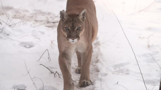 Canadian cougar hunts through snowy forest in winter morning snowfall