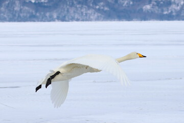 whooper swan