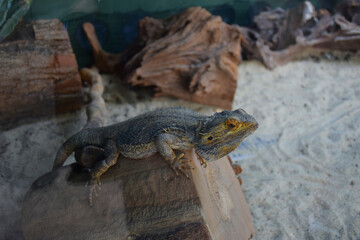Bearded dragon, agamid lizard from the Pogona species, is basking in its terrarium, leaning on wood decor with its spiky, textured skin and sharp claws, while its yellow eyes scan the dry landscape.