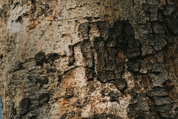 Detailed Close-Up of Tree Bark Texture with Natural Patterns