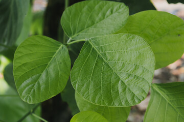 Close-up of Vibrant Green Glossy Leaves in Natural Outdoor Setting