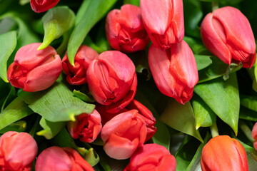 Obraz premium Butons of pink tulips in close-up
