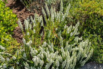 Common heather