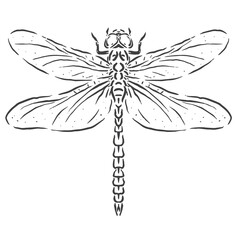 vector illustration of dragonfly insect sketch