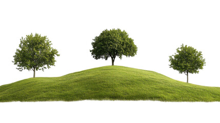 Fototapeta premium tree isolated on white background