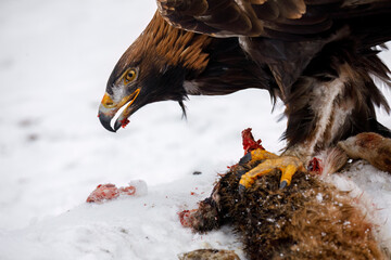 Detail of hunter with caught prey. Golden eagle, Aquila chrysaetos, tears cadaver of killed hare....