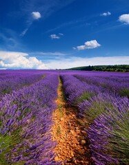 Fototapeta premium Vibrant lavender field stretches endlessly under deep blue summer sky. Breathtaking & serene landscape. Ideal for summer themes & calming backgrounds.