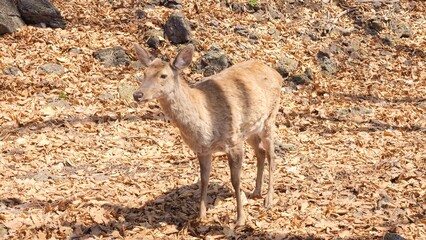 Deer moves through dense forest blending with golden autumn leaves Sunlight filters through trees creating peaceful atmosphere Wildlife thrives adapting to seasonal changes finding food and shelter