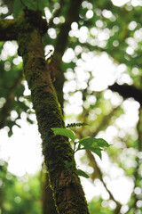 travel and people activity concept with hiking in tropical forest on mountain