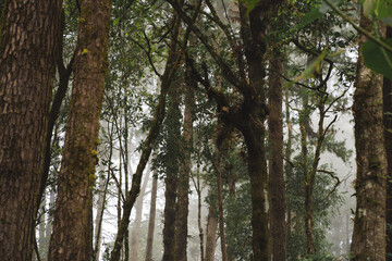 Obraz premium travel and people activity concept with hiking in tropical forest on mountain