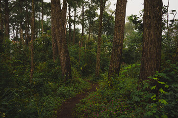 travel and people activity concept with hiking in tropical forest on mountain