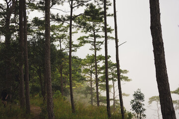 travel and people activity concept with tree and haze in tropical forest on mountain