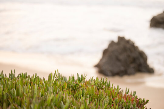 Coastal greenery thrives by the sandy shores of Garrapata Beach