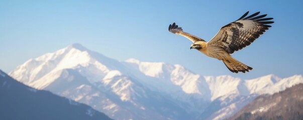 Fototapeta premium Wild animal behavior studies featuring birds of prey soaring above rugged mountains, showcasing their hunting techniques and majestic flight against a clear sky.