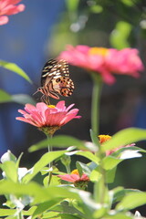 butterfly perched on a flower