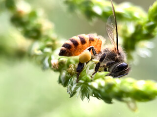 Close up of Honey bee sucking flower nectar