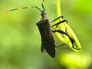 Leaf-footed bug on green leaves,bug on leaves
