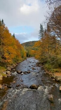 Calm river in Forest with Fall autumn colors- Jaques Cartier National Park- Quebec Canada