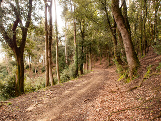 Italia, Toscana, provincia di Pisa, campagna di Palaia.