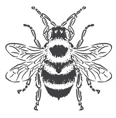 very cool honey bee sketch vector illustration