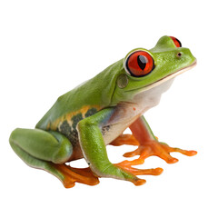 Obraz premium Red-eyed Green Tree Frog Isolated Trasnparent Background, Png Isolated, Trasnparent Background