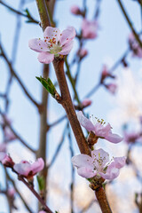 Branch of a peach tree in the period of spring flowering.