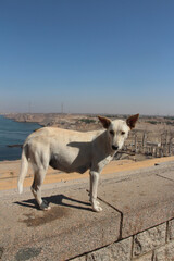 Scenery view of Aswan High Dam with a dog in sunny day, Egypt