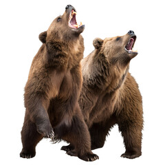 Fototapeta premium grizzly brown bears roaring Isolated Trasnparent Background, Png Isolated, Trasnparent Background