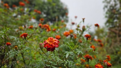 Flower in my garden .