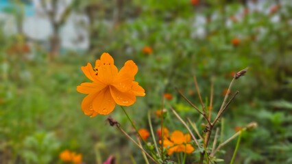 Cosmos sulphureus, yellow cosmos, orange cosmos.