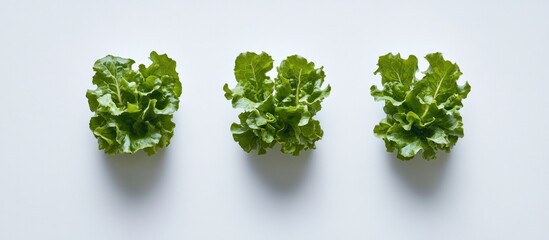 Obraz premium Three Fresh Green Lettuces on White Background