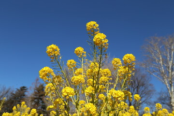 Canola Flower Field in the Park on a Sunny Day, 晴れの日の公園の菜の花畑