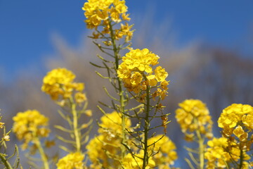 Canola Flower Field in the Park on a Sunny Day, 晴れの日の公園の菜の花畑