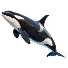 Obraz premium Killer whale Orca Isolated Trasnparent Background, Png Isolated, Trasnparent Background