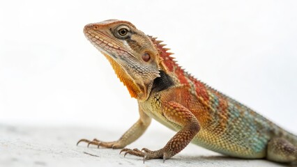 Obraz premium Colorful Lizard Portrait