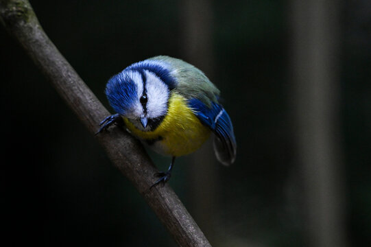 M&eacute;sange bleue pos&eacute;e sur une branche