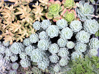 多肉植物の寄せ植え
