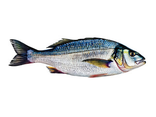 Realistic Illustration of a Fish Specimen Isolated on a white background